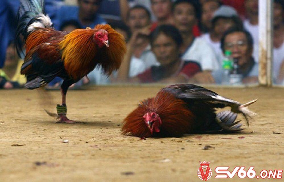 Những ưu điểm nổi bật của Đá gà c3