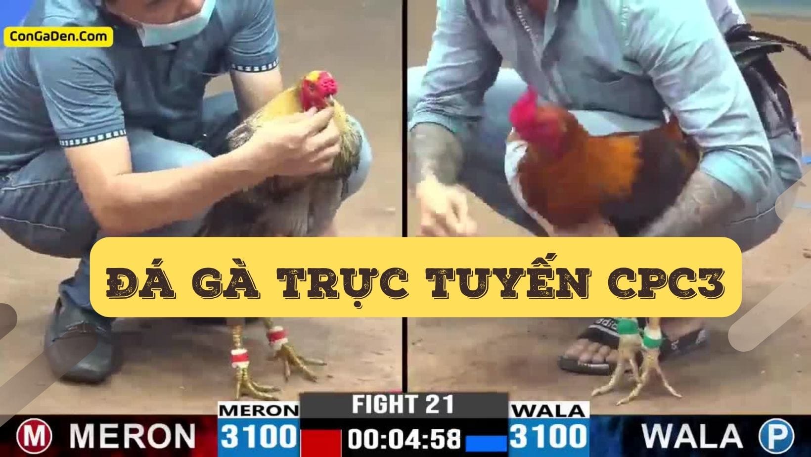 Những lưu ý khi tham gia Đá gà c3